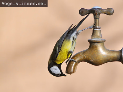 Vögel brauchen Wasser