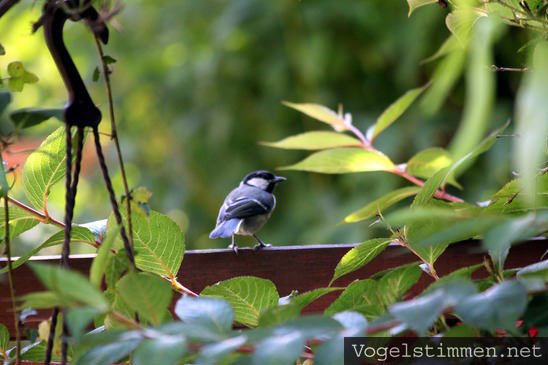 Vogelfreundlicher Garten