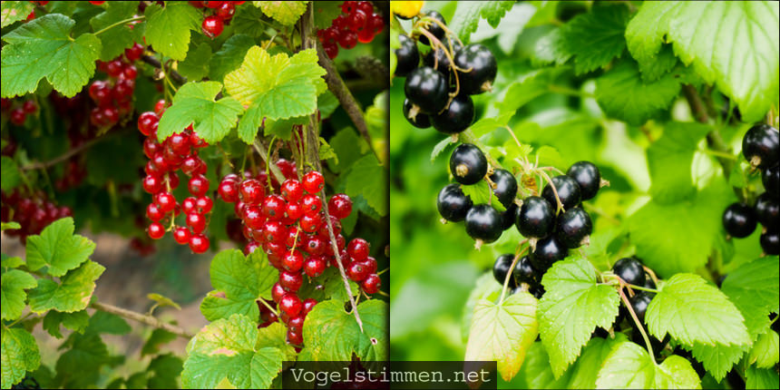 Vogelnährgehölze: Rote und schwarze Johannisbeere